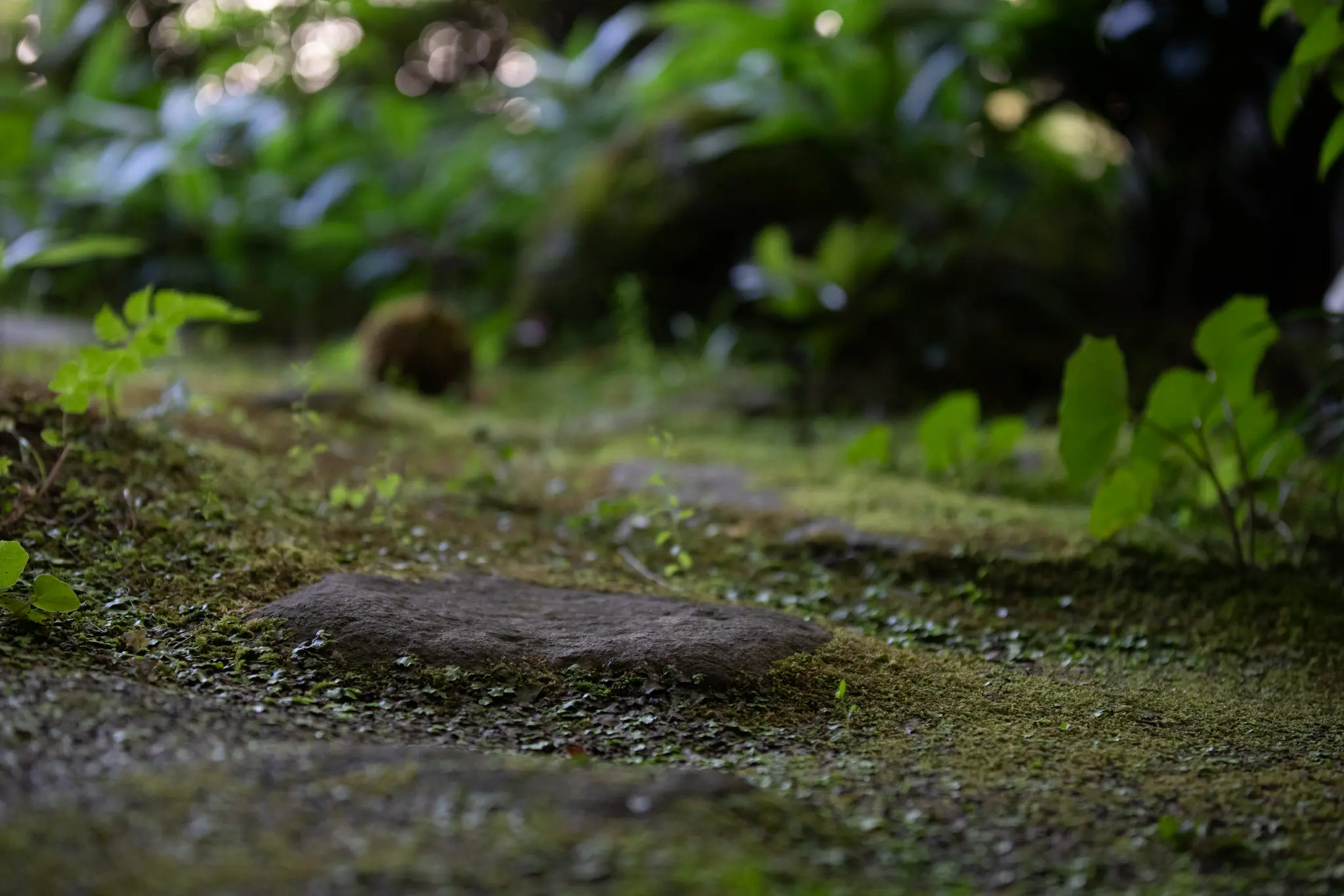 客室のしつらえ